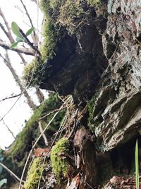 Low angle view of moss on tree trunk