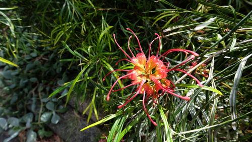 Close-up of red flowers blooming on field