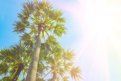 Low angle view of coconut palm tree against sky