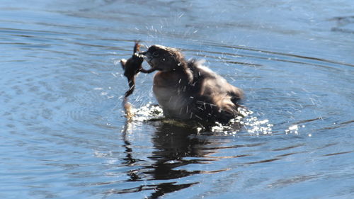 Dog swimming in lake