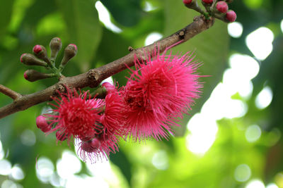 Close-up of pink flowering plant
