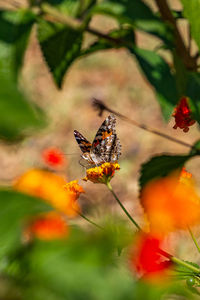 Close-up of butterfly pollinating on flower