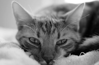 Close-up portrait of a cat