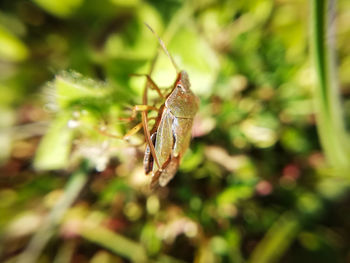 Close-up of insect on leaf