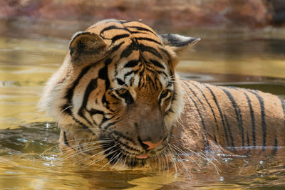 Close-up of tiger drinking water