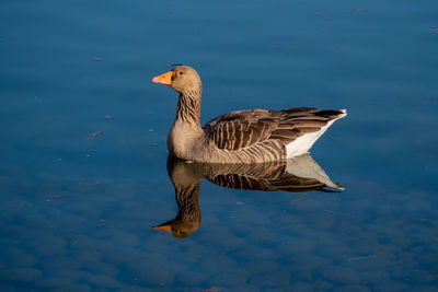 Goose swimming in the lake,, beautiful reflection