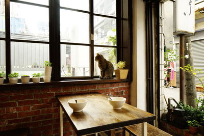 Cat on window sill