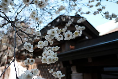 Close-up of white cherry blossom