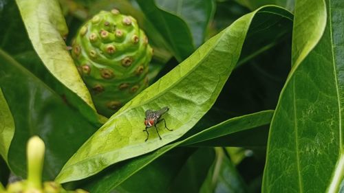 Close-up of insect on leaf