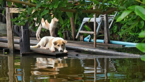 Dog in a lake