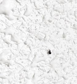 Close-up of insect on white surface