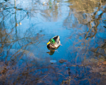 Duck swimming on lake