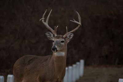 Portrait of deer