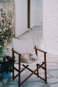 Sleeping dog on chair