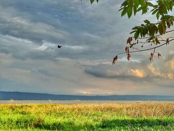 Scenic view of landscape against sky