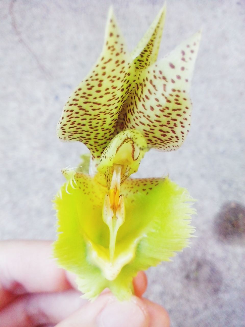 person, holding, flower, part of, human finger, cropped, unrecognizable person, close-up, fragility, personal perspective, one animal, focus on foreground, animal themes, freshness, flower head, petal, single flower