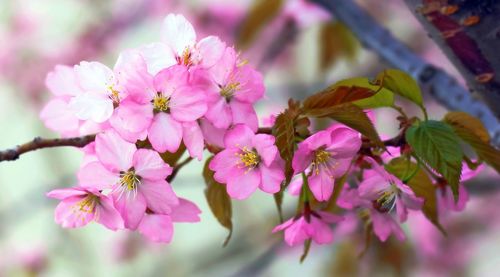 Pink moscow sakura after spring rain