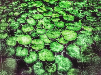 Full frame shot of green leaves