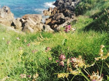 Close-up of flowering plants on land