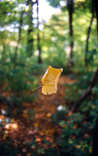 nature