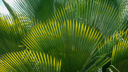 Close-up of palm tree leaves