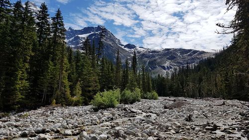 Scenic view of pine trees against sky