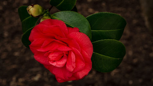 Close-up of red flower blooming outdoors