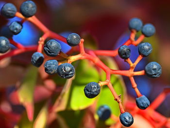 fruit