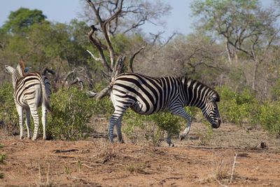 Zebra drinking in a row