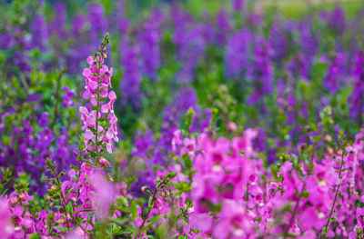 Close-up of lavender flowers in field