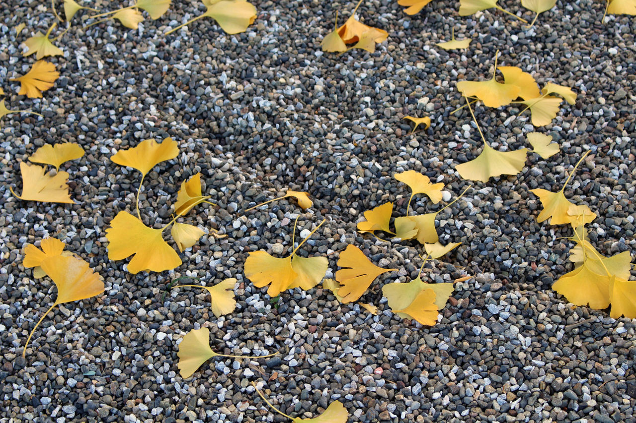 HIGH ANGLE VIEW OF YELLOW AND STONES ON GROUND