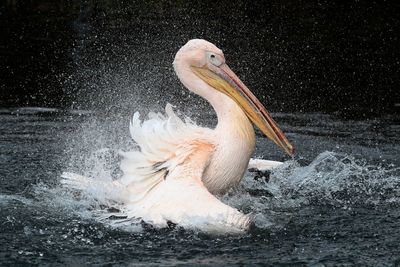 Close-up of duck swimming in lake