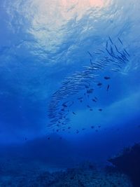 High angle view of fish swimming in sea