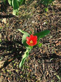 Close-up of red flowering plant on field