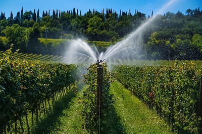 Agricultural sprinklers spraying water at vineyard