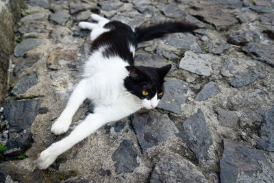 Docile and beautiful black and white cat, posing for the photo on the streets of pelourinho. 