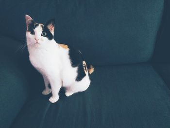 Portrait of calico cat sitting on sofa