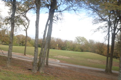 Trees on field against sky