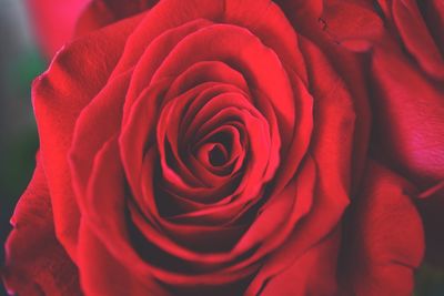 Close-up of fresh red rose blooming outdoors