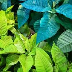 Full frame shot of green leaves