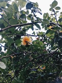 Low angle view of bird on tree