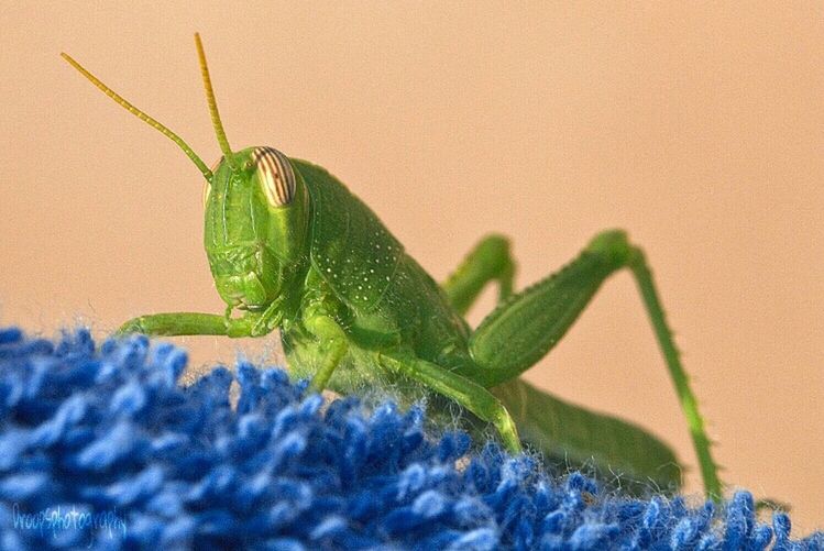 CLOSE-UP OF INSECT ON LEAF