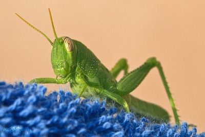 Close-up of insect on leaf