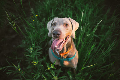 Portrait of a dog on field