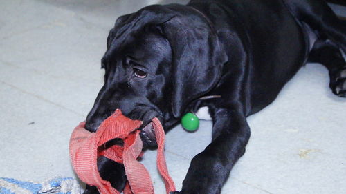 High angle view of dog with toy ball