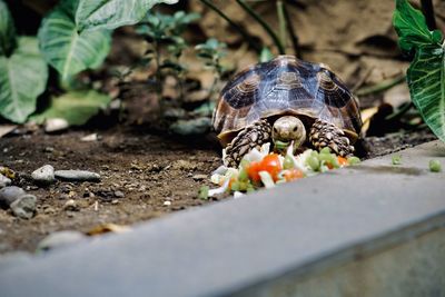 This photo of the sulcata tortoise was taken in october at sukodono sidoarjo indonesia