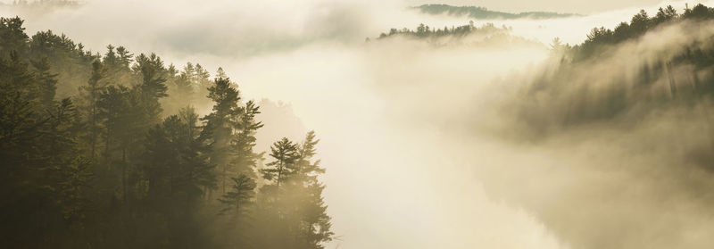 Scenic view of forest against sky