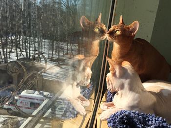 View of two cats looking at ambulance on road