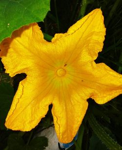 Close-up of yellow flower blooming outdoors