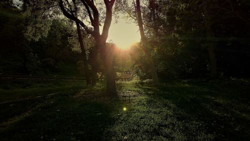 Trees in forest during sunset